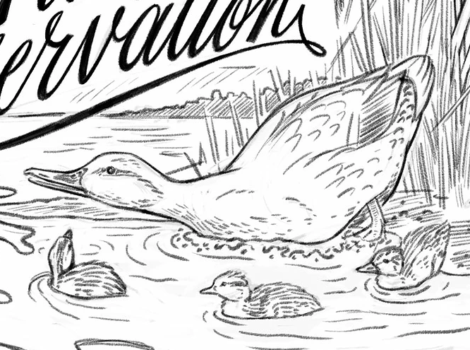 奥地利的生物学家劳伦兹发现,如果一个小鸭子在出生后不久就会遇到