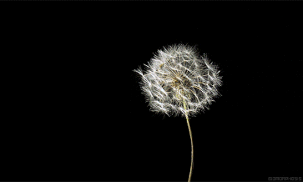 440_264gif 动态图 动图