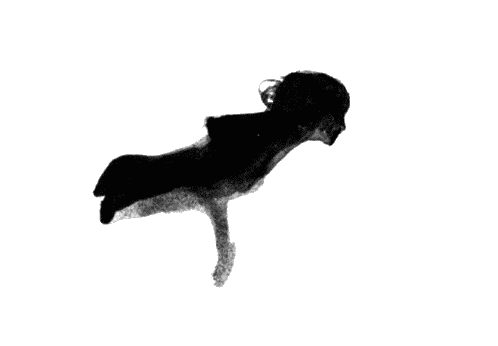 498_346gif 动态图 动图